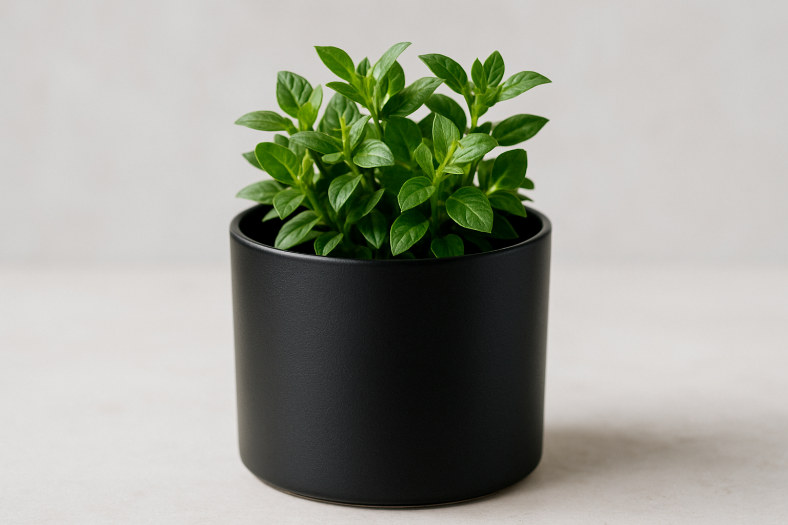 a green plant in a black matte candle container